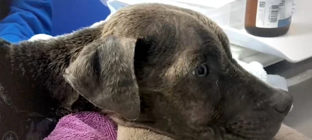 Extra image from article