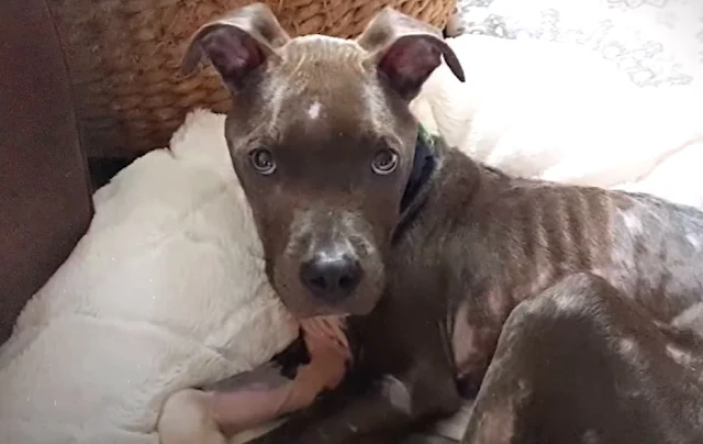 Extra image from article