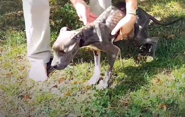 Extra image from article