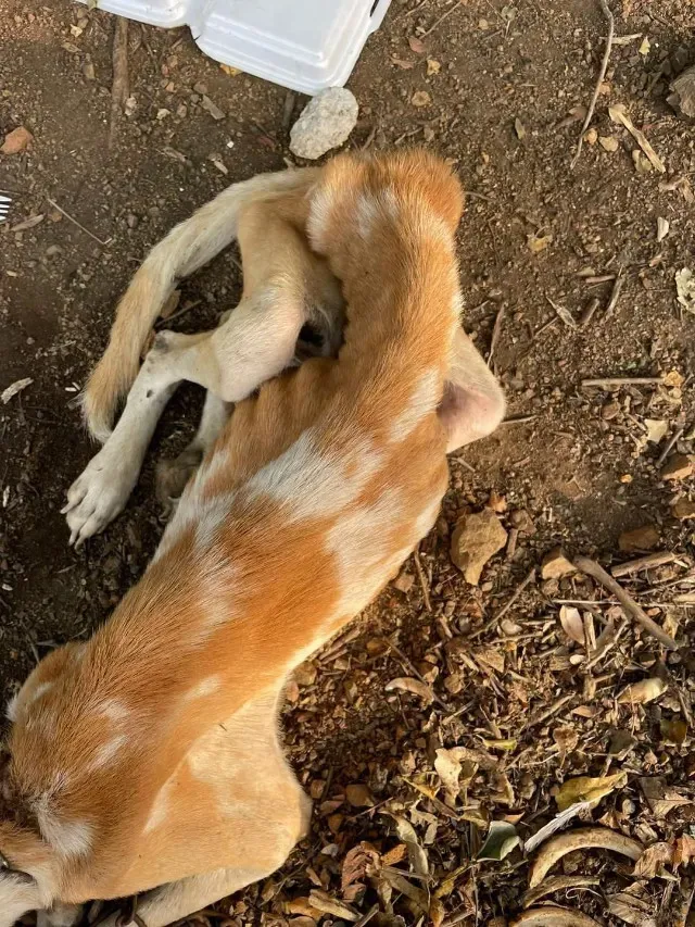 Both dogs weigh only nine pounds, matchi...