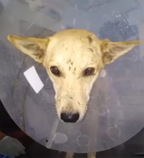 Thankfully, a nearby animal rescue organ...