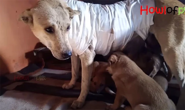 Extra image from article