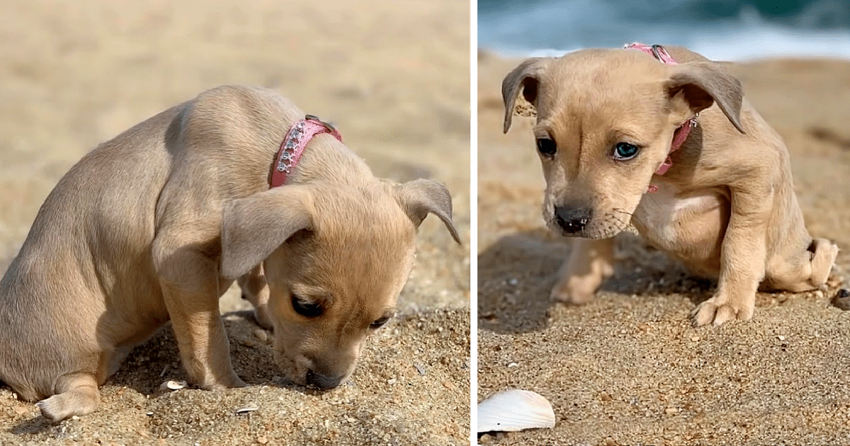 Volunteers from Trenton Animals Rock cam...