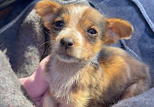 Extra image from article