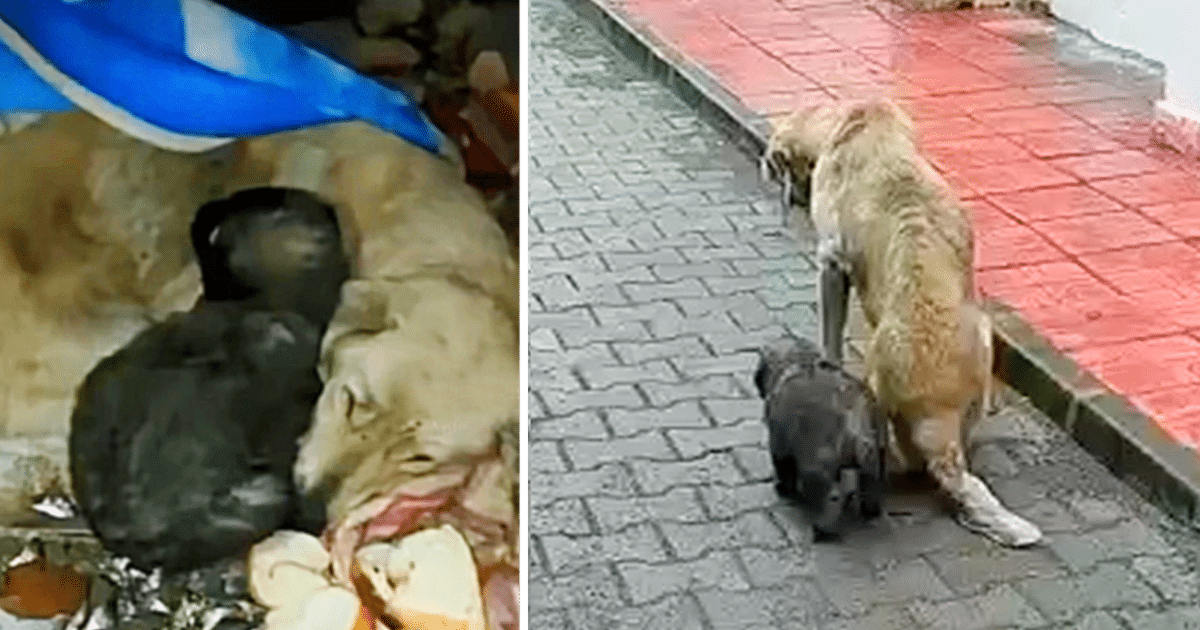 In a touching story of survival and love...