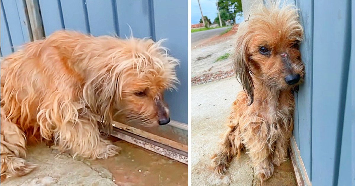 For nearly a month, Mila had lived a lif...