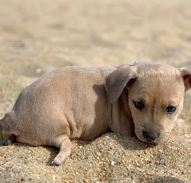 One volunteer was so taken by Ariel’s ch...