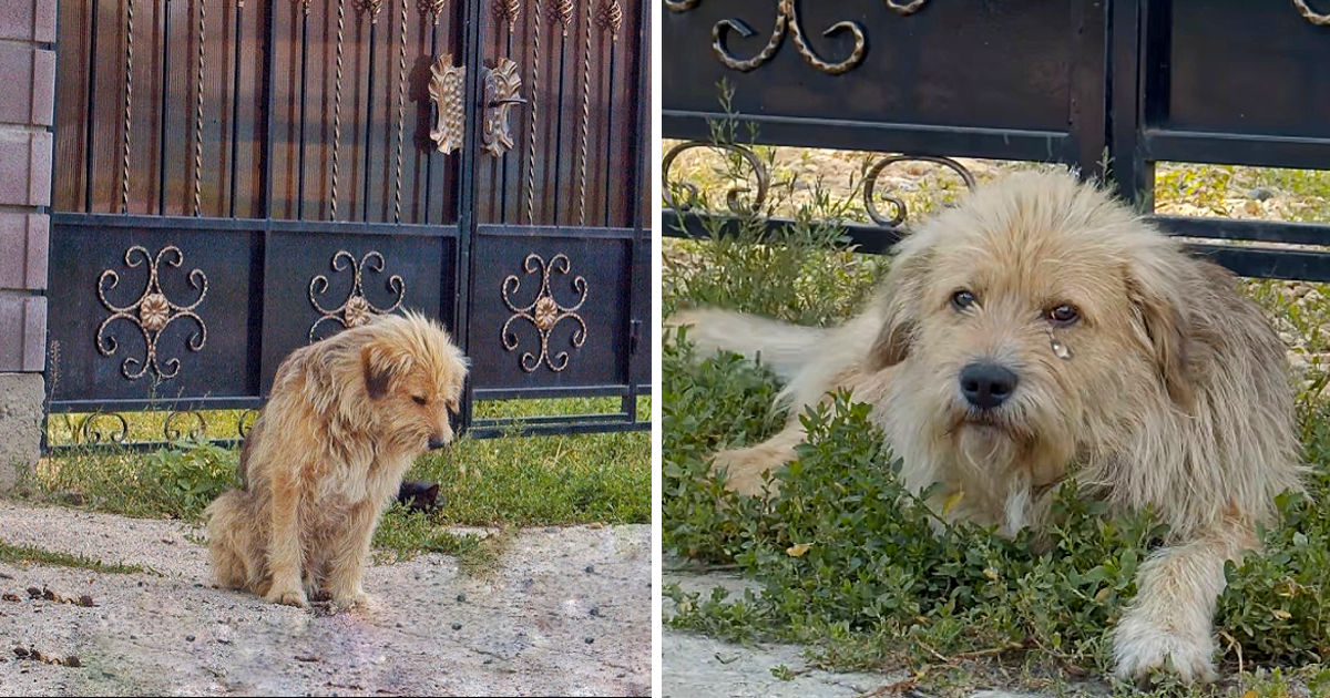 The kind-hearted neighbors noticed Oscar...