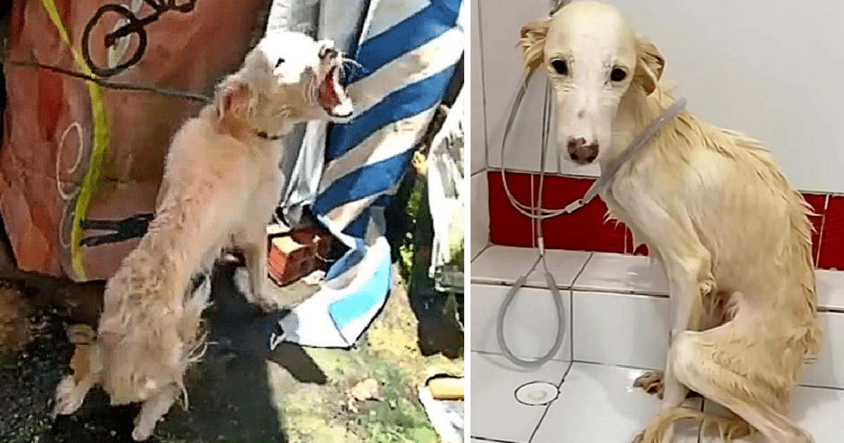 Backed by local police, APAI Belém—a gro...