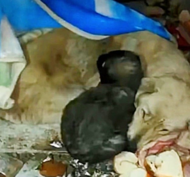 Fortunately, help arrived, and Tanee, al...