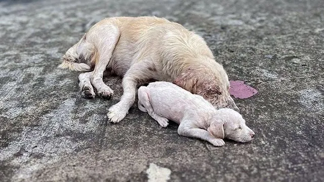 From Struggle to Strength: Ala and Mafa's Inspiring Journey to a Forever Home