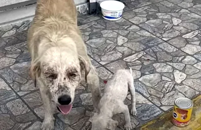 From Struggle to Strength: Ala and Mafa's Inspiring Journey to a Forever Home