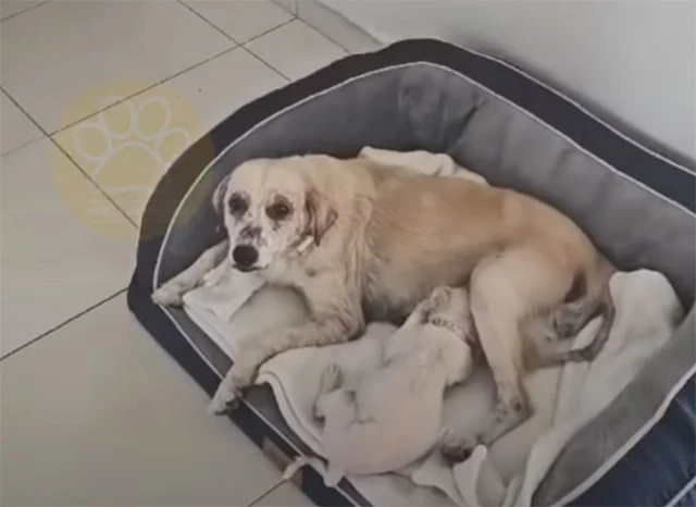 From Struggle to Strength: Ala and Mafa's Inspiring Journey to a Forever Home
