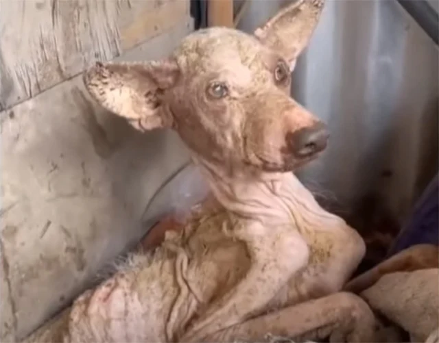 What had once been a skeletal, abandoned...