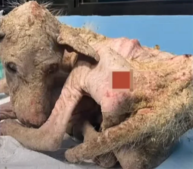 With each healed wound, Rudy's spirit re...