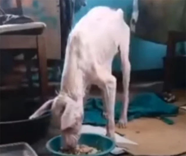 Extra image from article