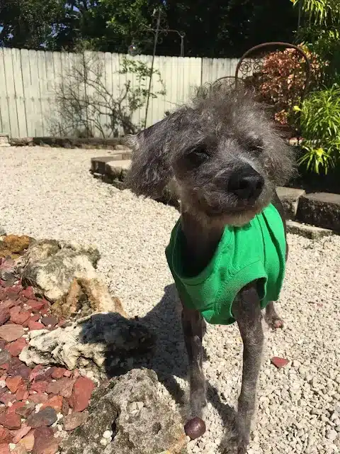 Beni’s health improved dramatically as h...