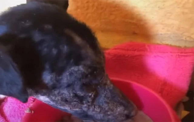 However, just two days after starting Br...