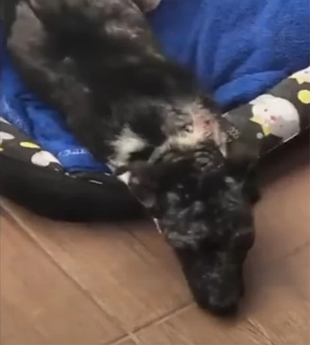 Within a week, Valentina had gained a ki...