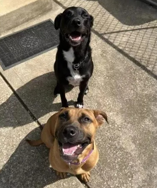 After a brief stay at the shelter's clin...