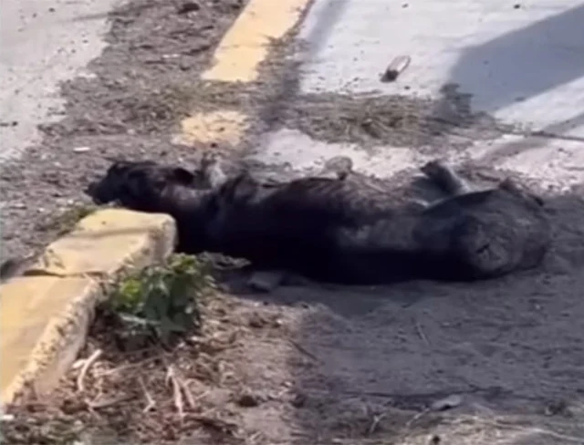 From Despair to Hope: Heartwarming Rescue and Recovery of an Overlooked Dog