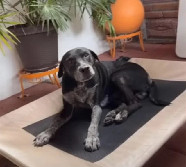 From Despair to Hope: Heartwarming Rescue and Recovery of an Overlooked Dog