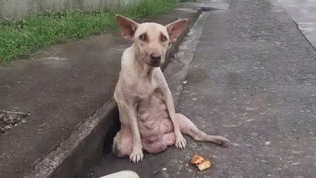 Her struggle was apparent to those who p...