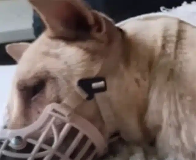 In this shelter, Sinead finally found sa...