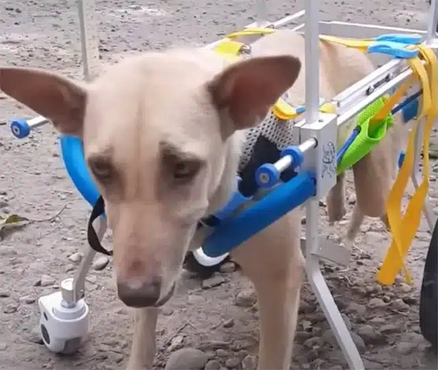 Extra image from article