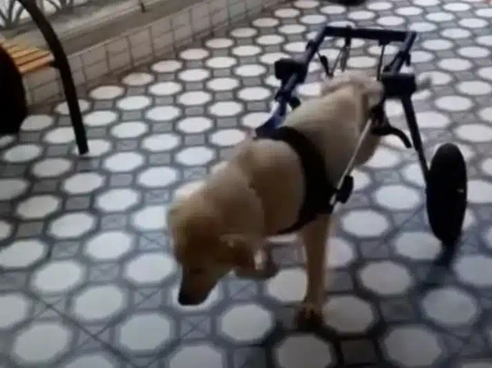 Extra image from article