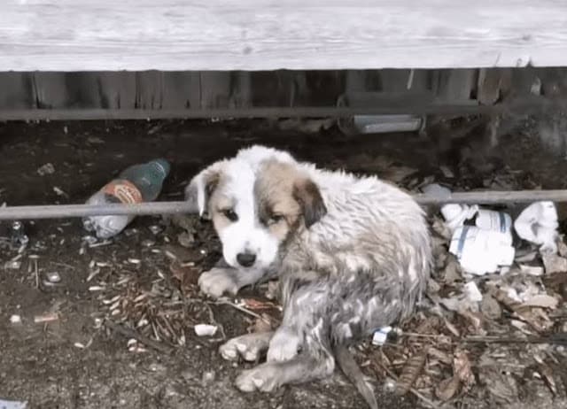 The volunteer gently wrapped the frighte...