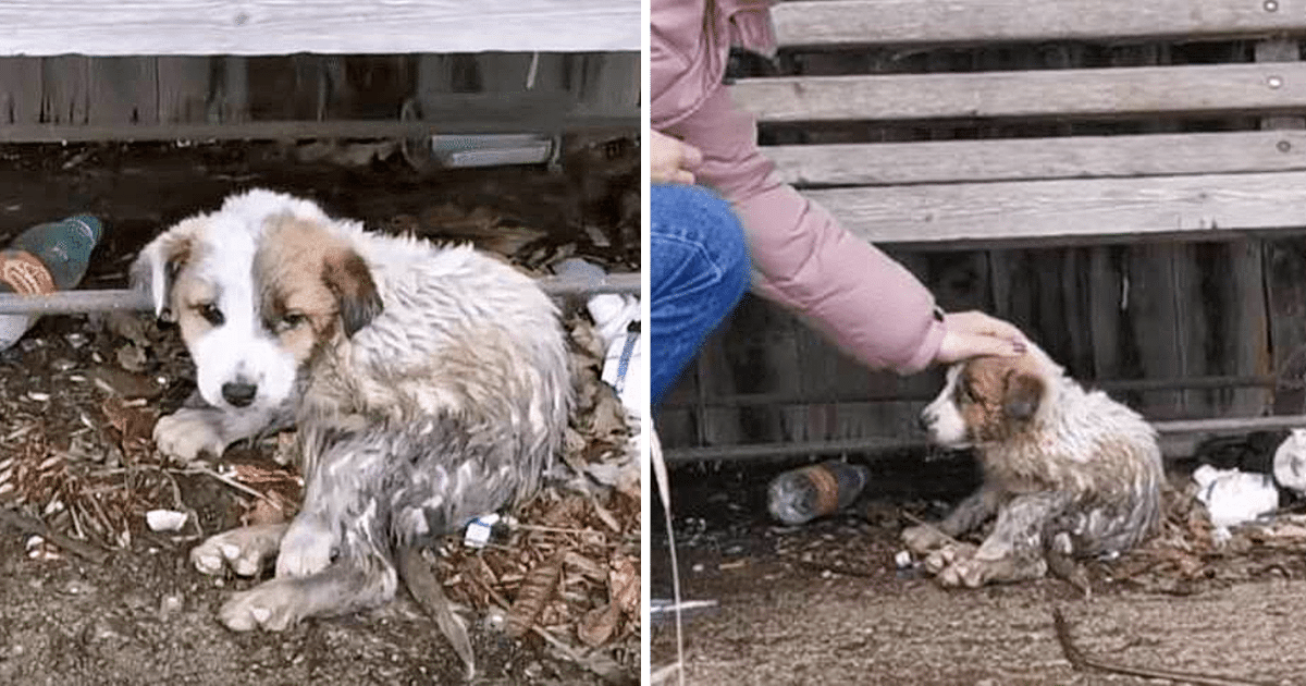 Thankfully, many dedicated individuals w...