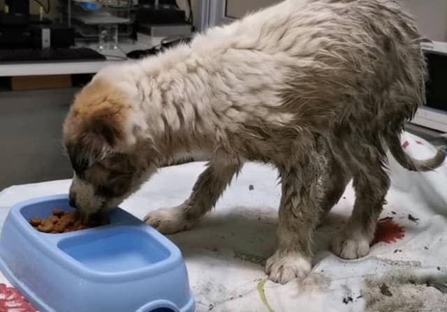 Extra image from article