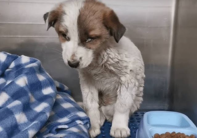 Extra image from article