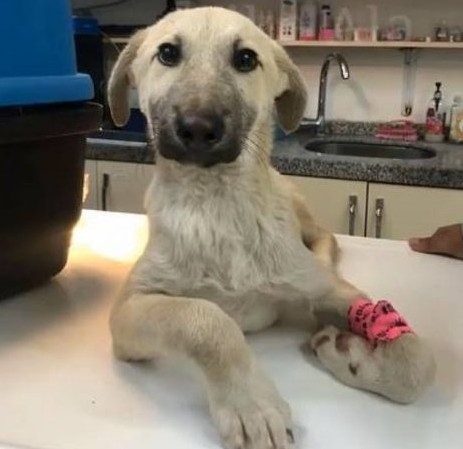The veterinary team then proceeded with ...