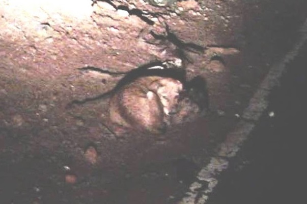 Extra image from article