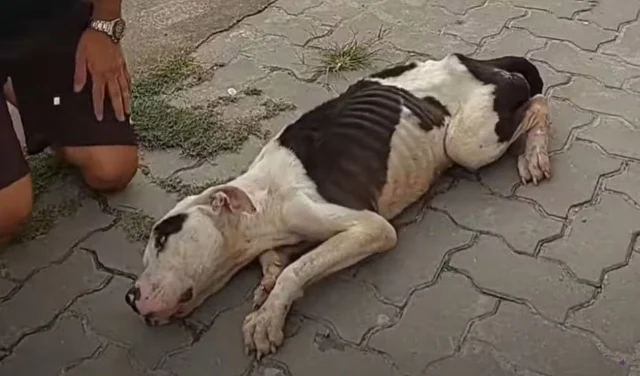 The dog's gentle demeanor made it easier...