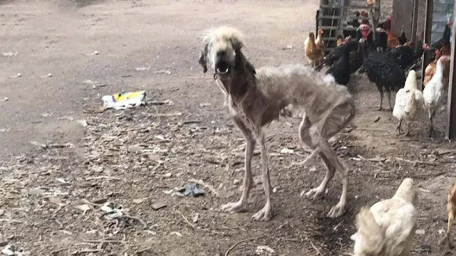 At the clinic, blood tests provided a st...