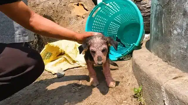 Wrapped carefully in a warm blanket, the...