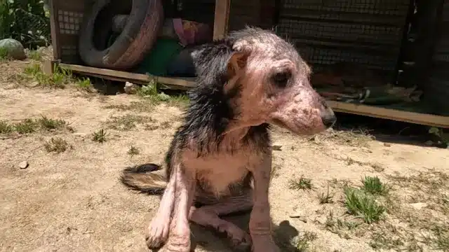 Extra image from article