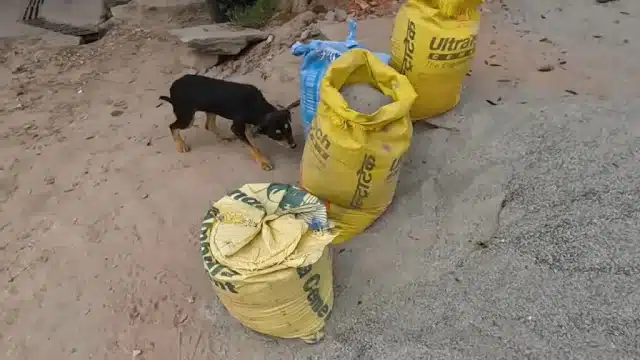 Extra image from article