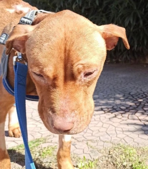 Tests revealed alarming results: the pup...