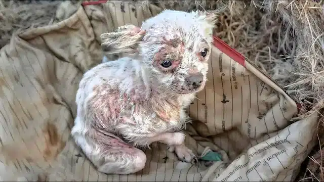 Seeing this fragile creature take refuge...