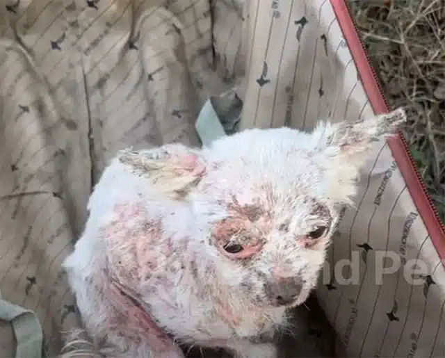 Over the next few days, the puppy underw...