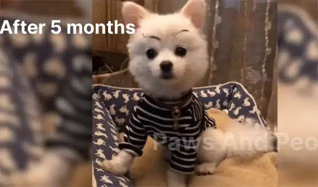 Extra image from article