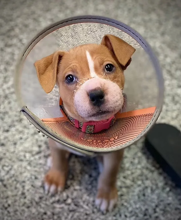 In a recent update, the shelter shared t...