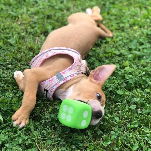 Extra image from article