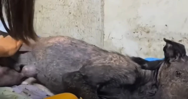 Sister Liu Li and her team showed remark...