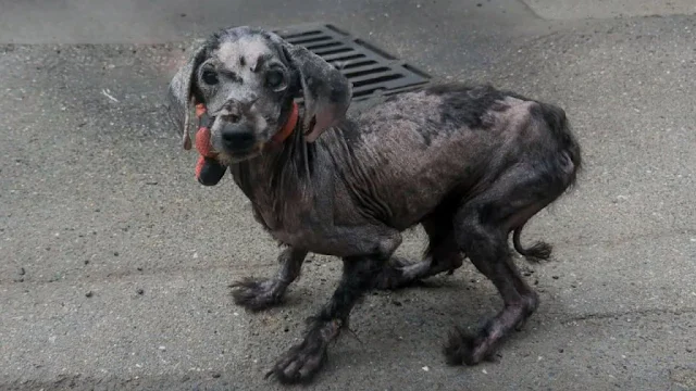 The two dogs were discovered just in tim...