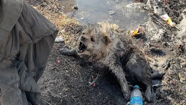 Every time the rescue center successfull...